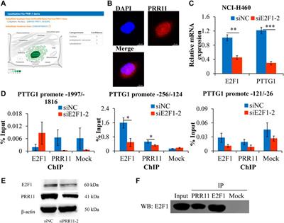 PRR11 promotes cell proliferation by regulating PTTG1 through interacting with E2F1 transcription factor in pan-cancer